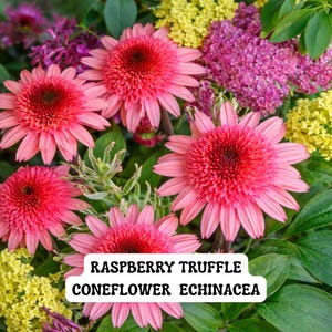 May include: Close-up of vibrant pink Raspberry Truffle Coneflower Echinacea blooms. The flowers have a prominent, textured center and delicate petals. Green foliage and other colorful flowers surround the main subject.