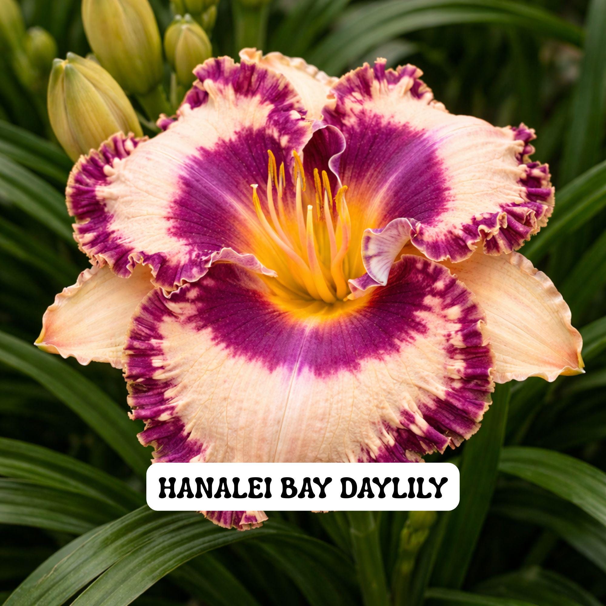 Hanalei Bay Daylily Perennial, Pink Ruffled Hemerocallis, Fragrant