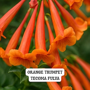 May include: Close-up of vibrant orange trumpet flowers, Tecoma fulva, with a blurred green background. The flowers have a trumpet shape with ruffled edges. The image includes the text "ORANGE TRUMPET TECOMA FULVA".