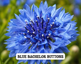 Blue Bachelor Buttons Seeds – Heirloom Annual, Pollinator Friendly Cut Flower Garden