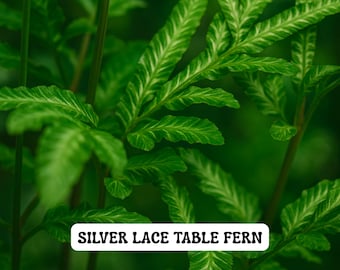 Silver Lace Table Fern House Plant, Pteris ensiformis, Variegated Indoor Fern, Live 2.5” Pot