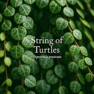 May include: Close-up of a String of Turtles plant, Peperomia prostrata, with small, round, green leaves patterned with darker green veins. The plant's name is displayed in white text against a dark green background.