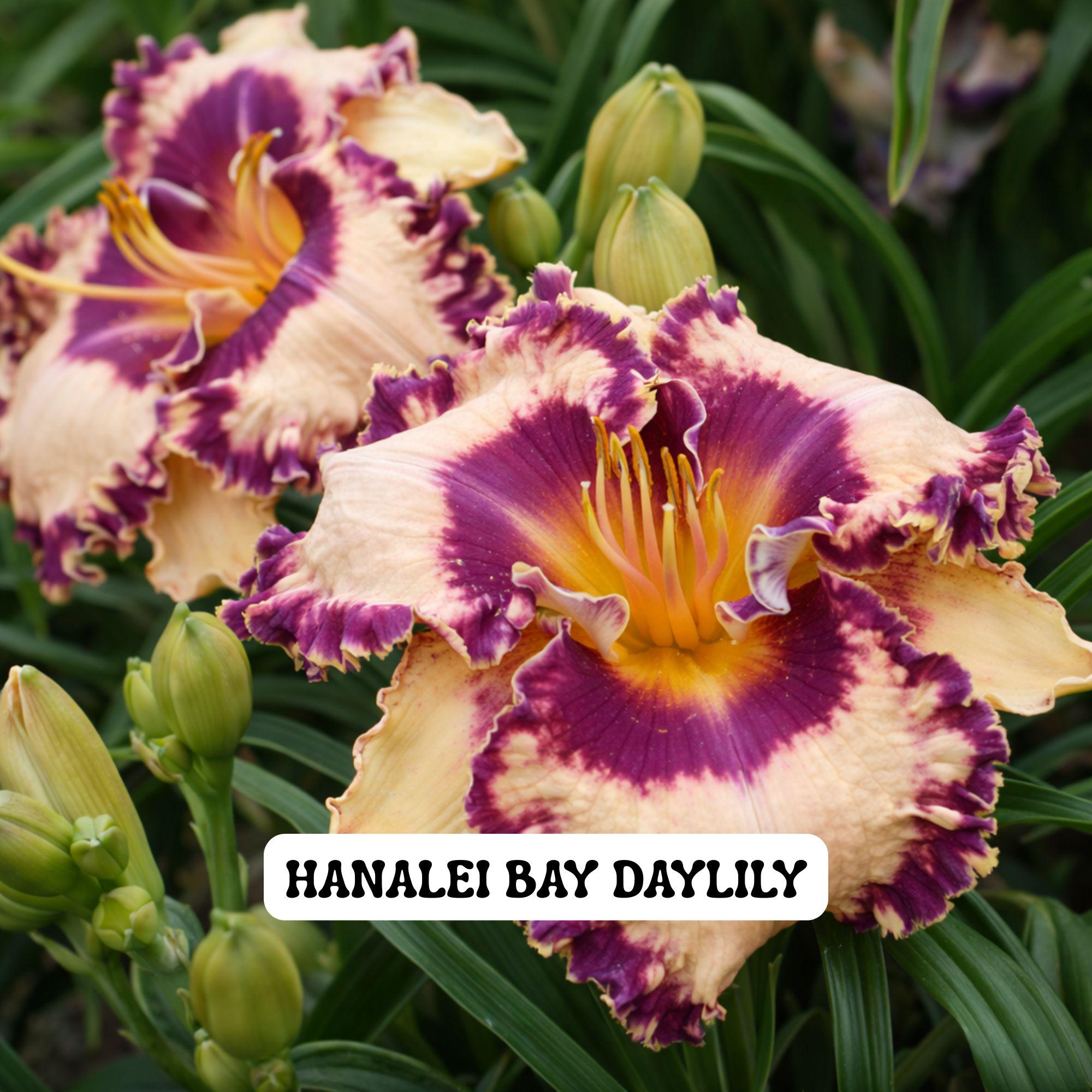 Hanalei Bay Daylily Perennial, Pink Ruffled Hemerocallis, Fragrant