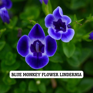 May include: Close-up of two vibrant blue monkey flowers, with a dark purple center and white accents, set against a backdrop of green foliage. The flowers have a unique shape and texture. The text "BLUE MONKEY FLOWER LINDERNIA" is displayed at the bottom.