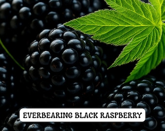 May include: Close-up of ripe, black raspberries with a vibrant green leaf. The image features a cluster of the berries, showcasing their dark color and textured surface. Text at the bottom reads "EVERBEARING BLACK RASPBERRY".