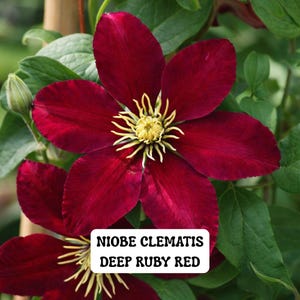 May include: Close-up of a deep ruby red Niobe Clematis flower with a yellow center and green leaves. The flower has large, velvety petals. The image includes the text "NIOBE CLEMATIS DEEP RUBY RED".
