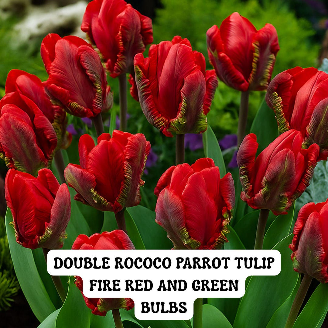 Double Rococo Parrot Tulip Bulbs: Fire Red & Green, Exotic Ruffled ...