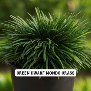 May include: A close-up of a potted Green Dwarf Mondo Grass plant. The plant features long, thin, vibrant green leaves that cascade outwards. The plant is in a black pot, with the text "GREEN DWARF MONDO GRASS" in a white box at the bottom.