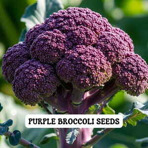 200 Purple Broccoli Seeds: Heirloom Non-GMO Organic Garden Vegetable
