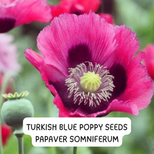 Turkish Blue Poppy Seeds: Rare Heirloom Papaver somniferum, Pollinator Friendly