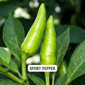 May include: Close-up of two bright green sport peppers with a smooth texture, growing on a leafy plant. The peppers are elongated and tapered, with a small white label at the base of the peppers that reads "SPORT PEPPER".