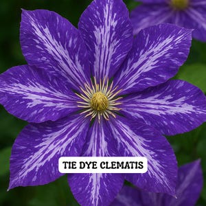 May include: Close-up of a vibrant purple Tie Dye Clematis flower with white streaked patterns on its petals. The flower has a yellow center and is set against a green background. The text "TIE DYE CLEMATIS" is displayed on a white rectangle.