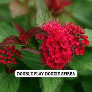 May include: Close-up of a vibrant red Double Play Doozie Spirea flower cluster with dark red leaves and green foliage. The image includes the text "DOUBLE PLAY DOOZIE SPIREA" in a white rectangular box.