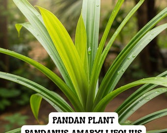 Fragrant Pandan Plant Plug: Tropical Herb, Organic Culinary Garden