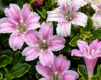 Pink Mountain Serissa Tree, Blooming Bonsai House Plant, Fairy Garden Shrub