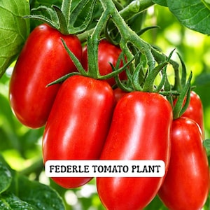 Federle Paste Tomato Plant 2.5 Inch Pot, Indeterminate Sauce Tomato, Salsa & Canning Garden Vegetable