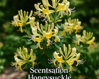 Scentsation Honeysuckle Vine, Lonicera Perennial Plant, Very Fragrant Yellow Blooms, 4" Pot