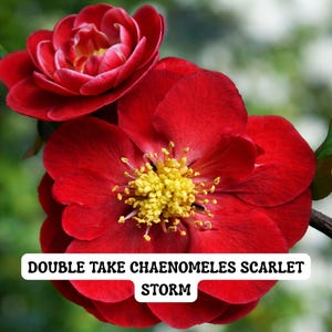 May include: Close-up of two vibrant red flowers with yellow centers. The petals are a deep crimson, and the text "DOUBLE TAKE CHAENOMELES SCARLET STORM" is displayed at the bottom. The flowers are likely part of a flowering shrub or plant.