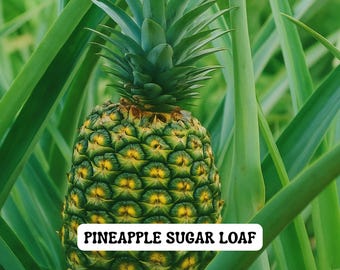 Sugar Loaf Pineapple Plant, Live Tropical Fruit Plant, Sweet Variety