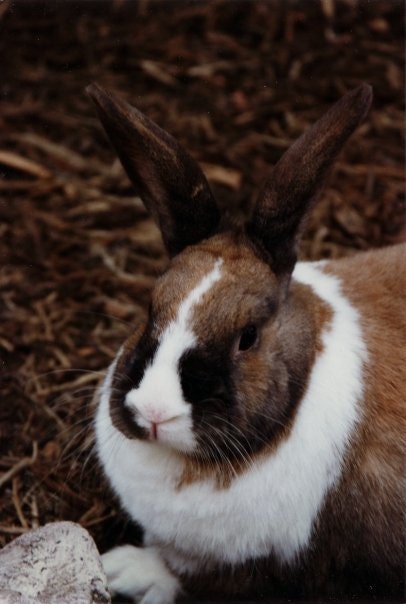 Dutch Rabbit Paper-piecing Pattern PDF - Etsy