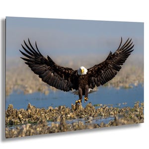 Aquila calva che atterra di testa a Big Beef Creek, Washington. Fotografia naturalistica. Maestoso rapace in volo, primo piano.