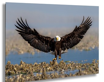 Bald Eagle Print, Head-On Landing, Bird of Prey Wall Art, Nature Lover Gift, Alaska