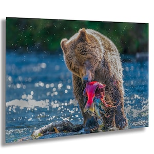 Brown Bear Catching Salmon In Russian River Alaska Wildlife Photography Grizzly Bear Wall Art Nature Animal Photo Print Bear Fishing Scene