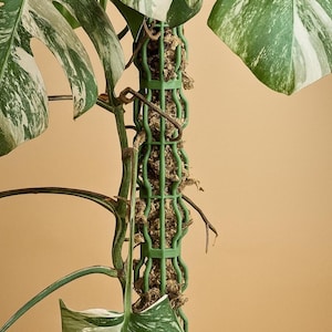 Pode incluir: Uma estaca verde para plantas com uma planta Monstera. A estaca é feita de plástico verde e preenchida com um substrato marrom. A planta Monstera tem folhas verdes grandes com variegatações brancas.