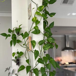 May include: A vibrant green pothos plant with variegated leaves climbs a white wall. Several small potted plants hang on the wall. The leaves have yellow and green patterns. The plant is a popular choice for indoor decor.