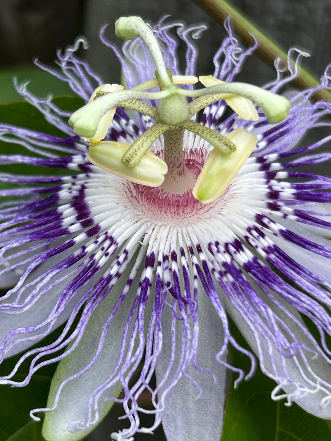Maypop Passion Flower Seeds