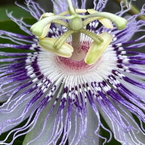 May include: Close-up of a passion flower, showcasing intricate details. The flower features a central structure with green and yellow components, surrounded by a white and purple patterned fringe. The petals are a delicate white with purple stripes.
