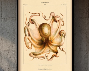 Impresión vintage de pulpo: ilustración oceánica antigua enmarcada, arte mural costero