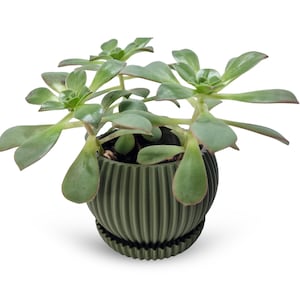 May include: A green succulent plant in an olive-green, ribbed ceramic pot with a matching saucer. The plant has multiple green leaves with reddish edges. The pot is round with vertical ridges and sits on a white background.
