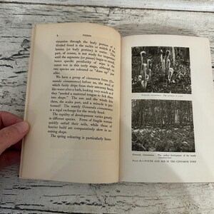 May include: An open book with text and black and white images of ferns. The left page has text about ferns, while the right page has two images of ferns. The book is on a light wood surface.
