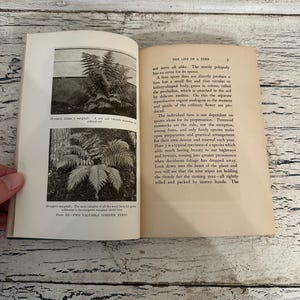 May include: An open book with text and black and white images of ferns. The page on the left has two images of ferns, and the right page has text about ferns. The book is open on a wooden surface.