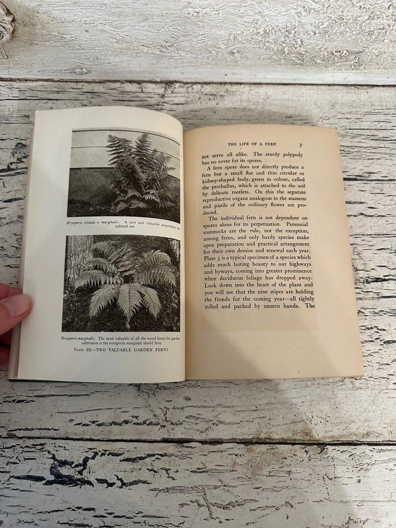 May include: An open book with text and black and white images of ferns. The page on the left has two images of ferns, and the right page has text about ferns. The book is open on a wooden surface.