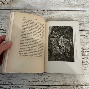 May include: An open book with text and a black and white illustration of ferns. The page on the left has text about ferns, while the right page features a detailed image of the plant. The book is held open by a hand.
