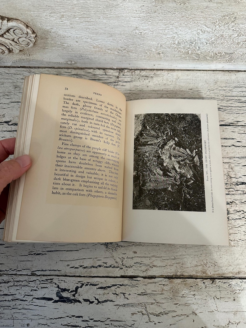 May include: An open book with text and a black and white illustration of ferns. The page on the left has text about ferns, while the right page features a detailed image of the plant. The book is held open by a hand.