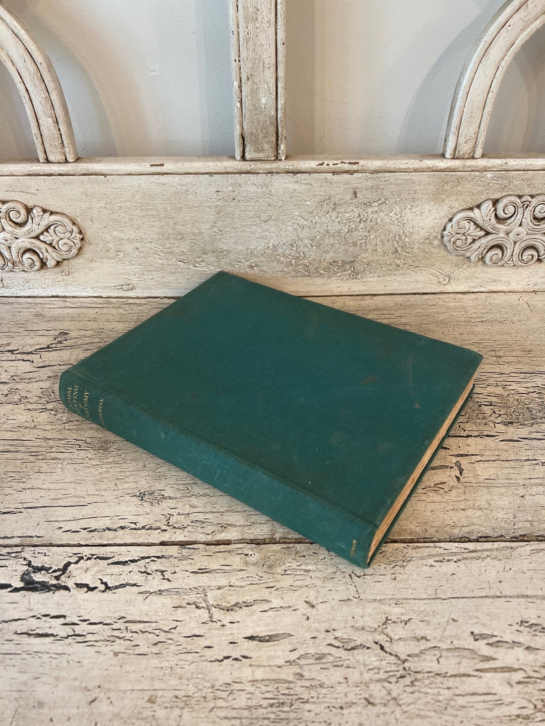 Animal Painting and Anatomy Book Frank Calderon 1930s Etsy