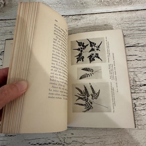 May include: An open vintage book displays botanical illustrations of ferns. The left page features text, while the right page showcases three detailed black and white fern drawings. The book is held open, revealing the aged paper and classic design.