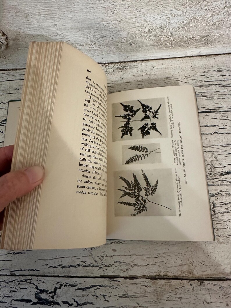 May include: An open vintage book displays botanical illustrations of ferns. The left page features text, while the right page showcases three detailed black and white fern drawings. The book is held open, revealing the aged paper and classic design.