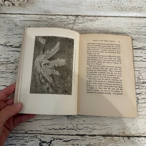 May include: An open book with a black and white fern illustration on the left page and text on the right. The book is on a white wooden surface. The text on the right page reads "FERNS IN THE MIXED BORDER".