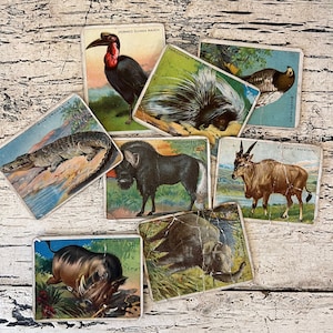 8 cartes vintage tabac assorties - Animaux et oiseaux - Cigarettes à bout de liège Hassan