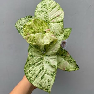 Tri-Color Syngonium Milk Confetti: Rare Tropical Indoor Plant