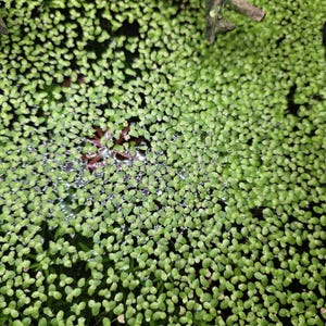 BUY 2 GET 1 FREE!--Duckweed
