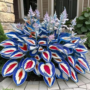 May include: A vibrant hosta plant with large, heart-shaped leaves. The leaves are a striking combination of blue, white, and red, with the red and white forming a central pattern. Delicate lavender flower spikes rise above the foliage.