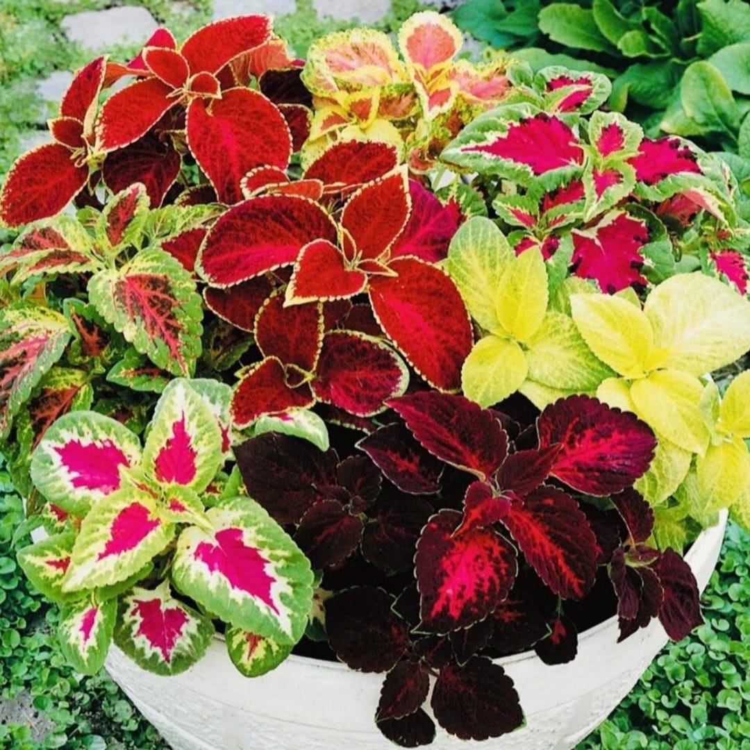 Mixed Coleus Seeds, Rare Rainbow Foliage, Easy Grow Ornamental Plant - Etsy