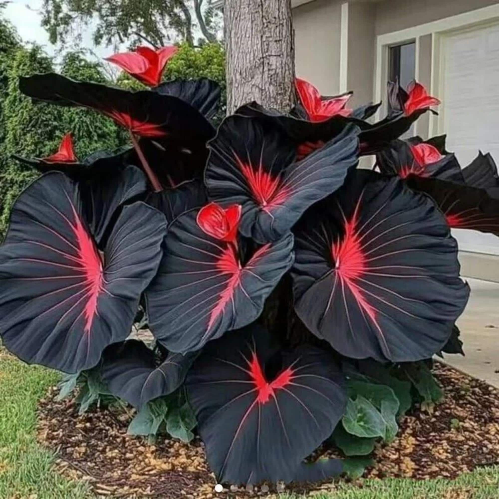 Colocasia black - Etsy 日本
