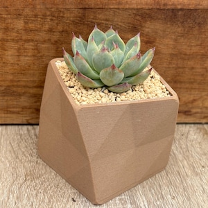Jardinière géométrique succulente | Pot imprimé en 3D | Décoration minimaliste | Plusieurs couleurs