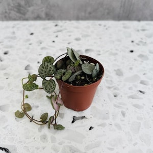 May include: A small potted String of Hearts plant with heart-shaped leaves, some with a speckled pattern. The plant has trailing vines with small, round leaves. The pot is brown and sits on a white speckled surface.